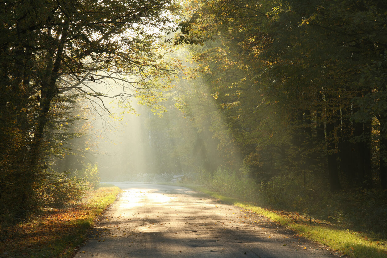 Sunlight falls on a forest road